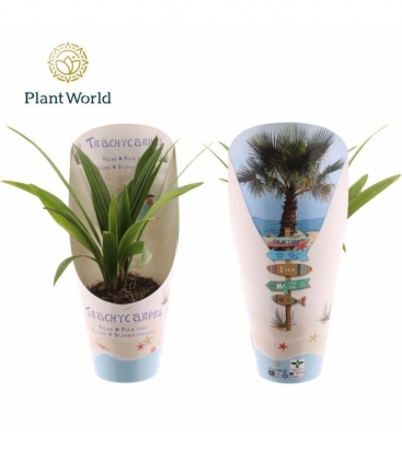 Trachycarpus