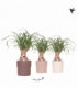 Beaucarnea