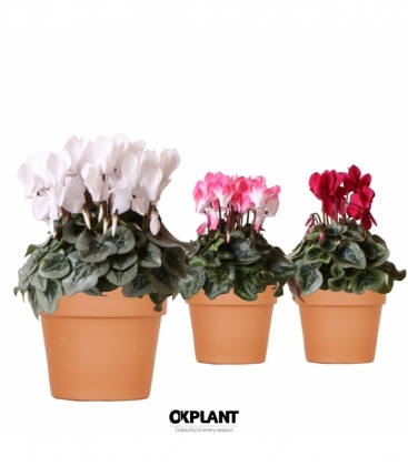Cyclamen