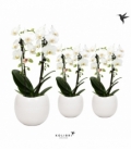 Phalaenopsis