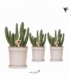 Stapelia
