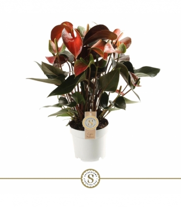 Anthurium