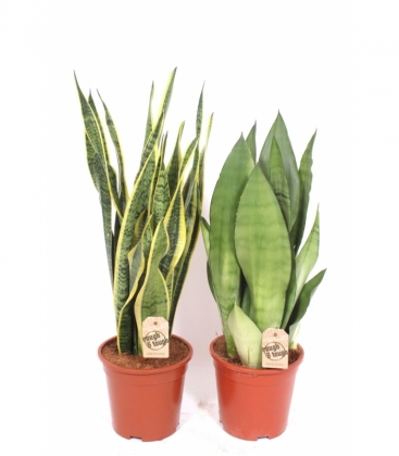 Sansevieria