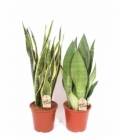 Sansevieria