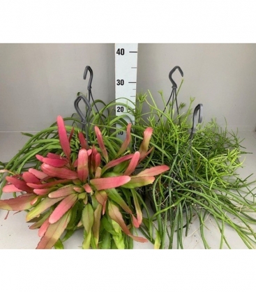 Rhipsalis