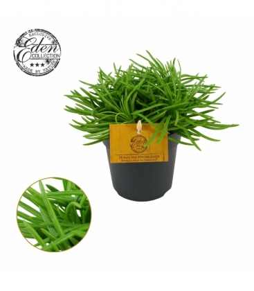 Senecio