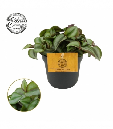Tradescantia