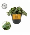 Tradescantia