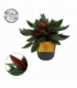 Peperomia
