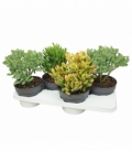 Crassula