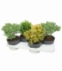 Crassula