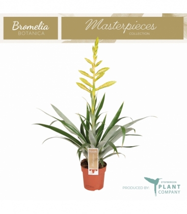 Tillandsia