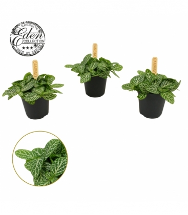Fittonia