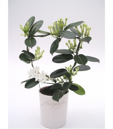 Stephanotis