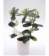 Stephanotis