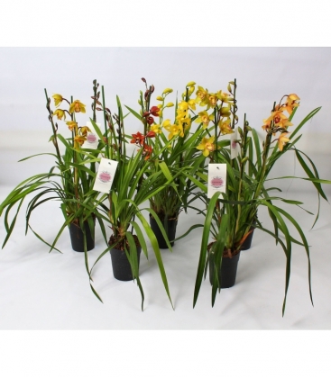 Cymbidium