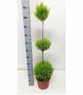 Cupressus