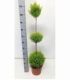 Cupressus