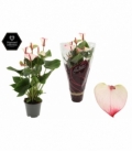 Anthurium