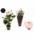 Anthurium