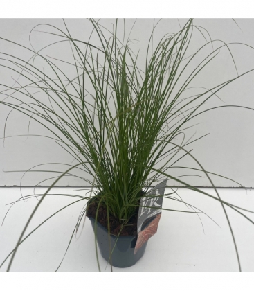 Carex