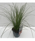 Carex