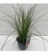 Carex