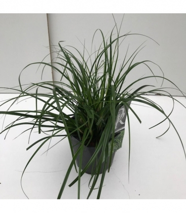 Carex