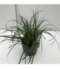 Carex