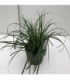 Carex