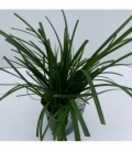 Carex