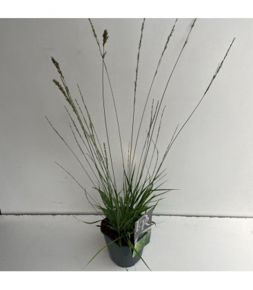Molinia