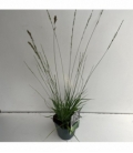 Molinia