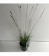 Molinia