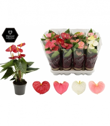 Anthurium