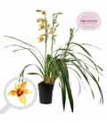 Cymbidium