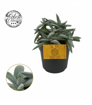 Crassula
