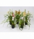 Cymbidium