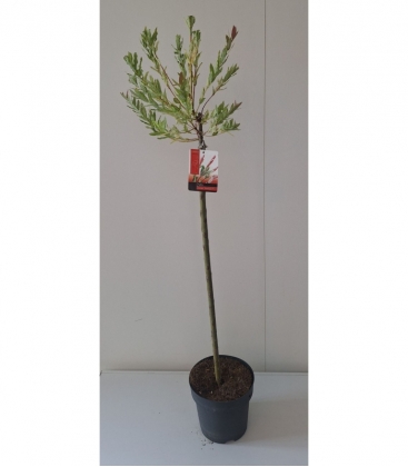 Salix