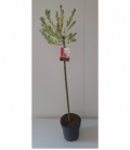 Salix