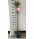 Salix