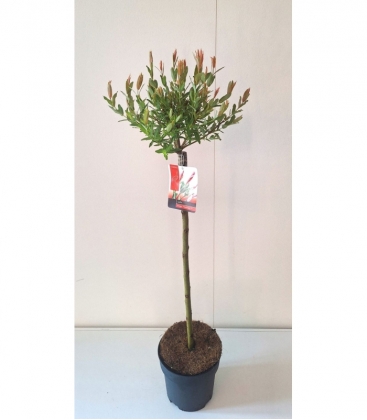 Salix