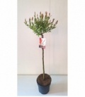 Salix