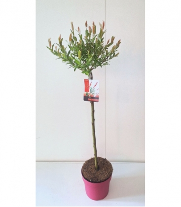 Salix