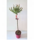 Salix