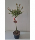 Salix