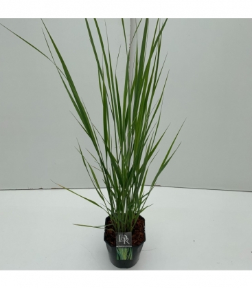 Panicum