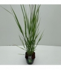 Panicum