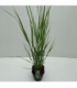 Panicum