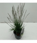 Molinia